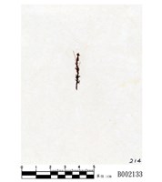 藏品(疏葉石毛苔)的圖片